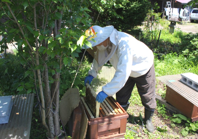 黒姫養蜂園『天空の黄金はちみつ』300g２個セット（百花蜜