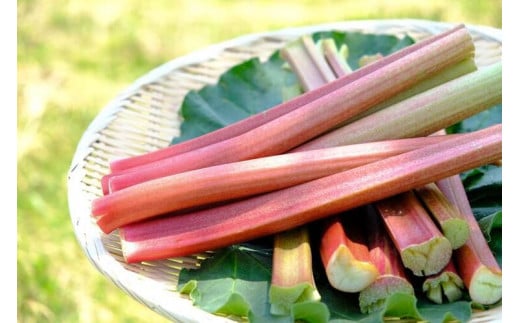 【長野県信濃町ふるさと納税】ぶんぶく亭「RedStoneRhubarb ル