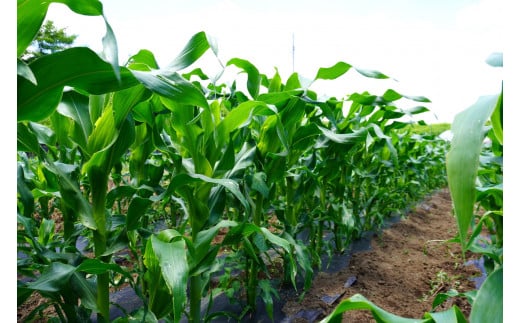 きたむら農園『どきどきコーン』×20本セット（約8～8.5kg相