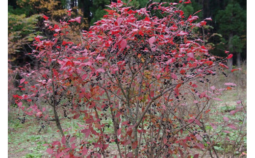 ぶんぶく亭「ナツハゼジャム 3本セット」 140g×3瓶｜ 無農薬