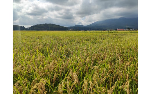 2025年収穫分、予約開始！ 仁の蔵の「ゆめしなの」10kg 冷害