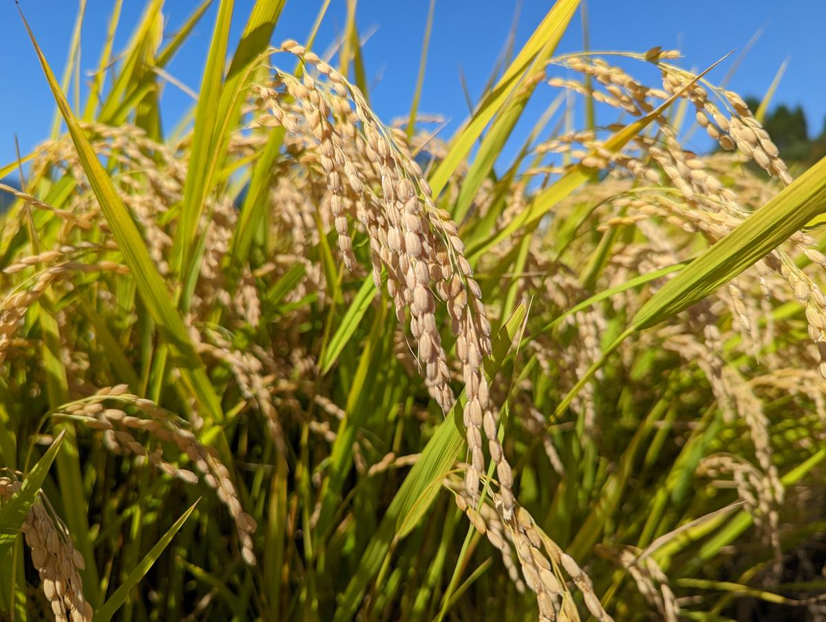 2025年収穫分、予約開始！ 仁の蔵の「ゆめしなの」20kg 冷害