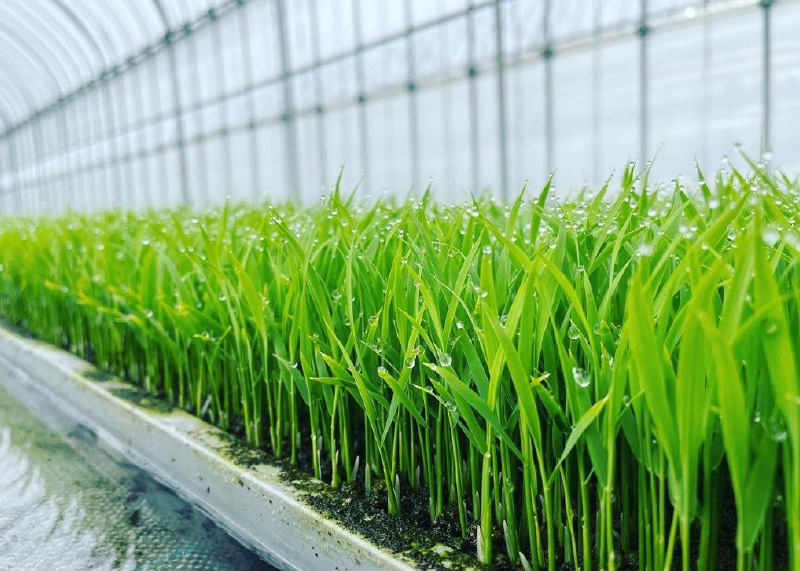 【数量限定】令和7年産新米 落影農場の「信濃町産コシヒカ