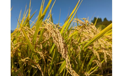 2025年収穫分、予約開始！「信濃町産 あきたこまち 5kg」令