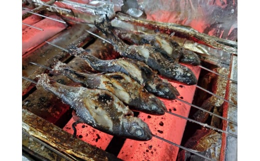 【長野県信濃町ふるさと納税】 北川遊魚　川魚えさ釣り体