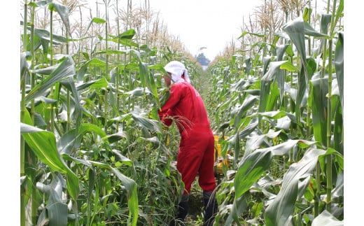 仁の蔵「冷凍コーンスープ」500g×2個セット｜信濃町産スイ