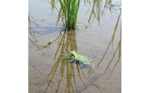 2025年収穫分、予約開始！ 仁の蔵の「ゆめしなの」10kg 冷害