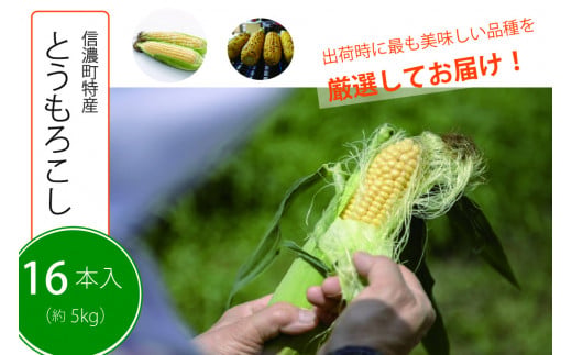【季節限定！】採れたて最旬の『信濃町特産とうもろこし