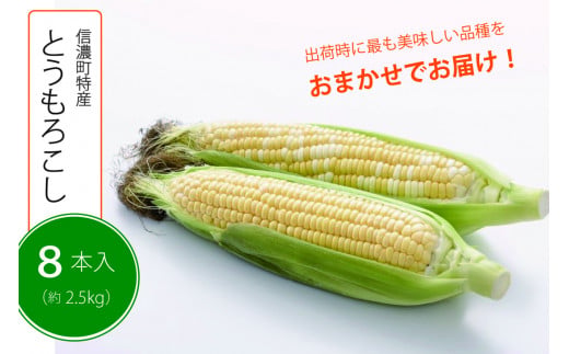 【季節限定】採れたて最旬の『信濃町特産とうもろこし（8