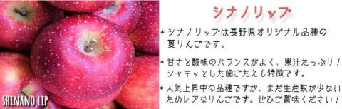 りんご シナノリップ 特選 3kg やまじゅうファーム 沖縄県への配送不可 2025年8月下旬頃から2025年9月上旬頃まで順次発送予定 令和7年度収穫分 信州の環境にやさしい農産物 減農薬栽培 長野県 飯綱町 [0850]