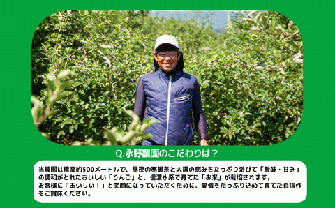 りんご 黄王 家庭用 3kg 永野農園 沖縄県への配送不可 2025年8月中旬頃から2025年8月下旬頃まで順次発送予定 令和7年度収穫分 信州 果物 フルーツ リンゴ 林檎 長野 予約 農家直送 長野県 飯綱町 [0486]