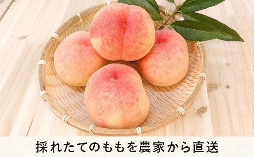 【 お中元 / お歳暮 を一度の寄付でいかがでしょうか 】 （ 2回 定期便 ） 桃 3kg ＆ りんご 5kg Dコース 配送先は本州限定 桃 ：2025年8月上旬頃～2025年8月下旬頃まで発送 / りんご：2025年12月上旬頃～2025年12月中旬頃まで発送 ふるさと振興公社 長野県 飯綱町 [0300]