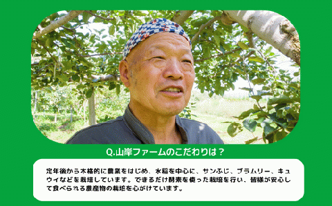 りんご ブラムリー 家庭用 5kg 山岸ファーム 沖縄県配送不可 2023年8月中旬?2023年8月下旬まで順次発送 令和5年度収穫分 信州 リンゴ 林檎 予約 農家直送 長野県 飯綱町 [1151]