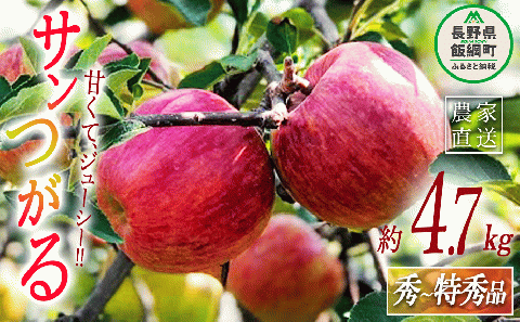 りんご サンつがる  秀～特秀4.7kg 丸茂ファーム 沖縄県配送不可 2023年8月下旬頃から2023年9月下旬頃まで順次発送予定 エコファーマー認定 令和6年度収穫分 長野県 飯綱町 [1443]