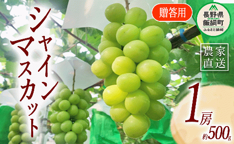ぶどう シャインマスカット 贈答用 1房 ( 約 500g ) ファームトヤ 配送先は本州限定 2025年9月中旬頃から2025年10月上旬頃まで順次発送予定 令和7年度収穫分 信州 果物 フルーツ ブドウ マスカット 葡萄 長野 13000円 予約 農家直送 長野県 飯綱町 [0878]