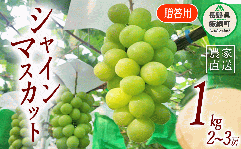 ぶどう シャインマスカット 贈答用 2房 〜 3房 ( 約 1kg ) ファームトヤ 配送先は本州限定 2025年9月中旬頃から2025年10月上旬頃まで順次発送予定 令和7年度収穫分 信州 果物 フルーツ ブドウ マスカット 葡萄 長野 20500円 予約 農家直送 長野県 飯綱町 [0877]