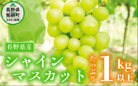 ぶどう シャインマスカット 訳あり 1kg 以上 ながの農業協同組合 配送先本州限定 2024年10月上旬頃から2024年10月下旬頃まで順次発送予定 令和6年度収穫分 長野県 飯綱町 [1692]