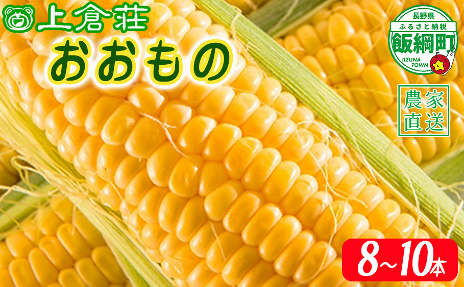 信州産 朝採りとうもろこし 8本〜10本 ( 品種おおもの) 上倉荘 配送先は本州限定 2024年8月上旬頃から2024年9月下旬頃まで順次発送予定 長野県 飯綱町 [0763]