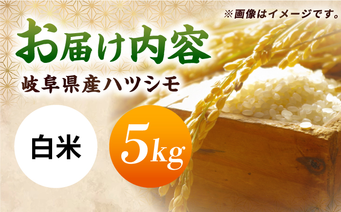 令和7年産 ハツシモ 白米 5kg 精米 米 ブランド米 岐阜市 / 川瀬ファーム [ANIB001]
