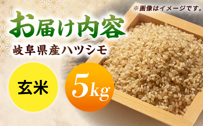 令和7年産 ハツシモ 玄米 5kg 腸活 ヘルシー 米 ブランド米 岐阜市 / 川瀬ファーム [ANIB003]
