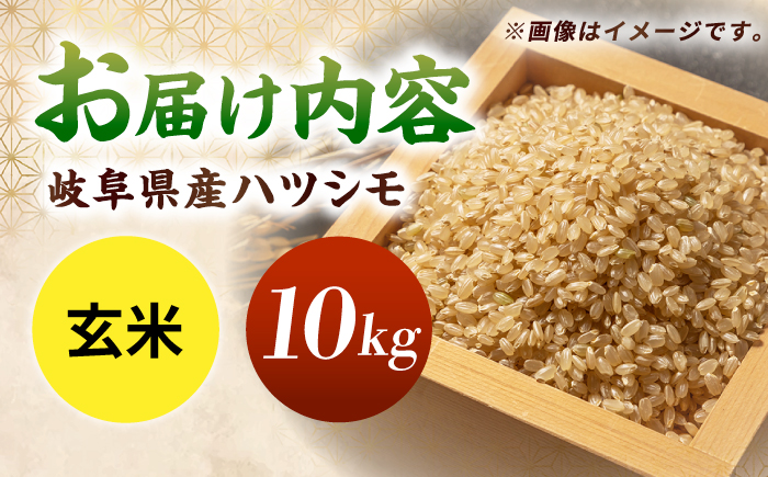令和7年産 ハツシモ 玄米 10kg 腸活 ヘルシー 米 ブランド米 岐阜市 / 川瀬ファーム [ANIB004]