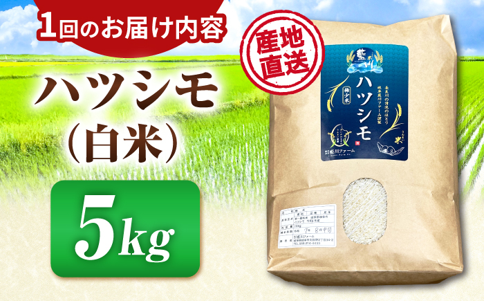 【3回定期便】【令和7年度産】岐阜県産米ハツシモ(藍の燈)5kg ハツシモ 白米 精米 米　岐阜市 / 藍川ファーム [ANHI003]