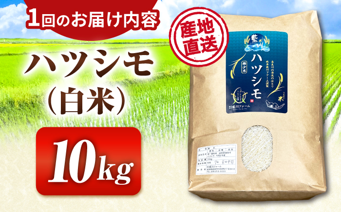 【6回定期便】【令和7年度産】岐阜県産米ハツシモ(藍の燈)10kg ハツシモ 白米 精米 米 岐阜市 / 藍川ファーム [ANHI006]