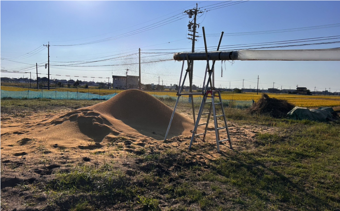 令和7年産 ハツシモ 玄米 5kg 腸活 ヘルシー 米 ブランド米 岐阜市 / 川瀬ファーム [ANIB003]