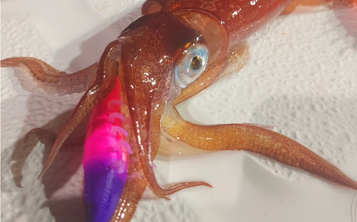 海老助68mm（ラトルモデル）4点アソートセット 釣具 釣り用品 海釣り 岐阜市 / ジークラック [ANIG006]