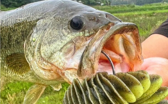 ベローズギル2inch 5点アソートセット 釣具 釣り用品 海釣り 岐阜市 / ジークラック [ANIG008]