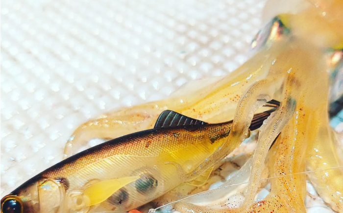 鯵助60mm4点アソートセット 釣具 釣り用品 海釣り 岐阜市 / ジークラック [ANIG004]