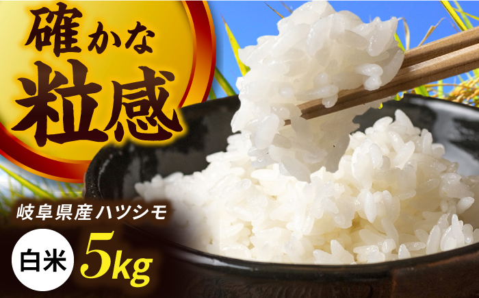 令和7年産 ハツシモ 白米 5kg 精米 米 ブランド米 岐阜市 / 川瀬ファーム [ANIB001]