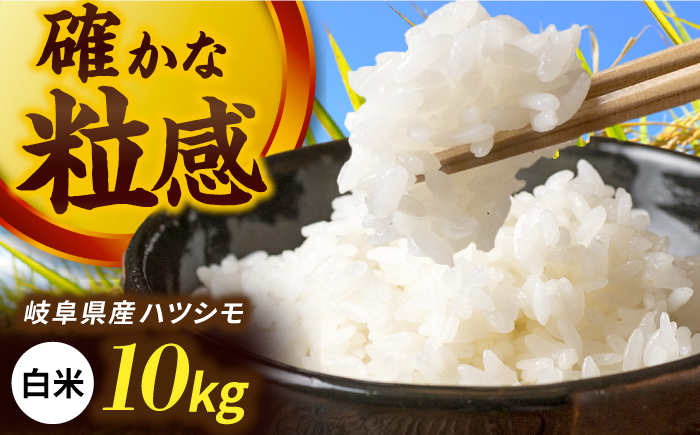 令和7年産 ハツシモ 白米 10kg 精米 米 ブランド米 岐阜市 / 川瀬ファーム [ANIB002]