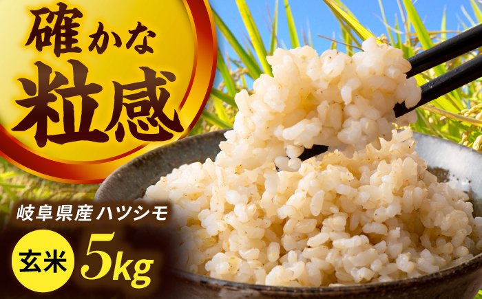 令和7年産 ハツシモ 玄米 5kg 腸活 ヘルシー 米 ブランド米 岐阜市 / 川瀬ファーム [ANIB003]
