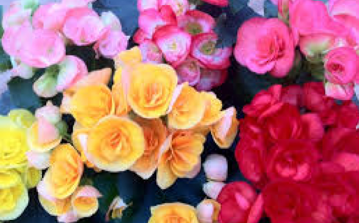 ベゴニア 寄せカゴ 花 生花 植物 岐阜市 / フローラシマベ [ANIT001]