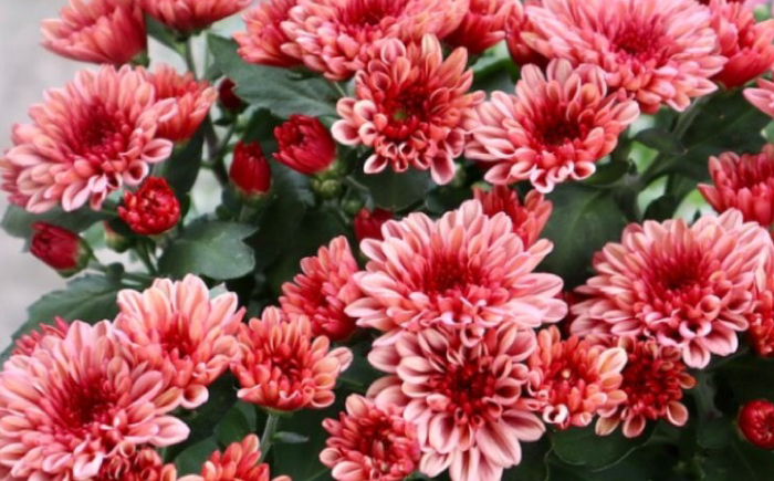 菊 寄せカゴ キク 花 生花 植物 岐阜市 / フローラシマベ [ANIT002]