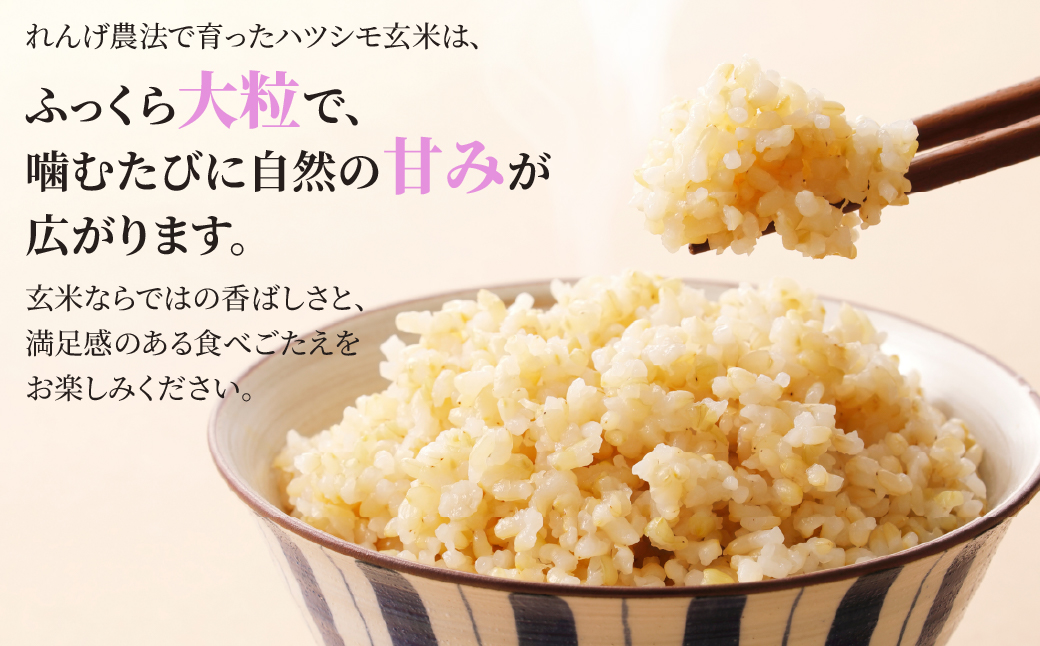玄米 令和7年産 新米 15kg 玄米 単一原料米 れんげ ハツシモ 岐阜美濃の誇り れんげ育ちのハツシモ 米 新米 ごはん 白米 精米 お米 大黒屋 岐阜県 大垣市 15kg