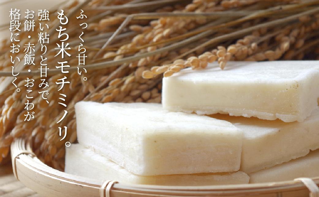 ≪令和7年度産≫もち米 モチミノリ 5kg 新米 餅 お餅 餅つき おこわ 赤飯 お餅 産直 産地直送 農家直送 国産 モチモチ もちもち 備蓄 備蓄米 保存 防災 災害 米 コメ 雑煮 大福 あられ イベント お正月 常温 美濃 西濃 農事組合法人わごう 岐阜県 大垣市