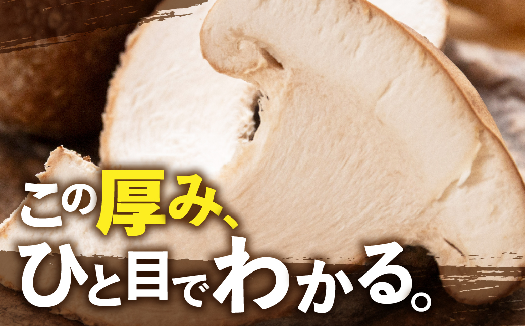 肉厚しいたけ 1kg 大垣椎茸 肉厚 ジューシー 1000g 栽培期間中 農薬不使用 新鮮 産地直送 産直 国産 野菜 きのこ 茸 キノコ しいたけ 野菜 炒め物 鍋 焼き椎茸焼き椎茸 煮物 鍋 炒め物 佃煮 うま煮 10000円 1万円 ベジファーム ゼロックス 岐阜県 大垣市