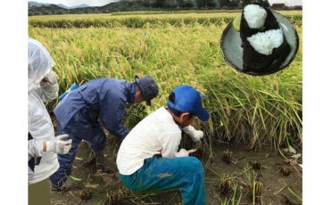 ＼新米お届け／令和7年産 新米 ハツシモ 10kg はつしも 食味ランキング 「特A」 受賞歴 東の ササニシキ 西の ハツシモ 初霜 コシヒカリ の先輩 大粒 ごはん ご飯 米 白米 お弁当 精米 お米 産地直送 産直 25000円 2万5千円 ふるさと物語 岐阜県 大垣市