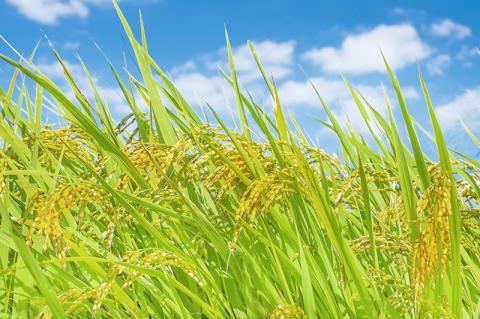 水の都 大垣米 ～わごうめぐみ米～ 10kg【特別栽培米レンゲハツシモ】 10kg