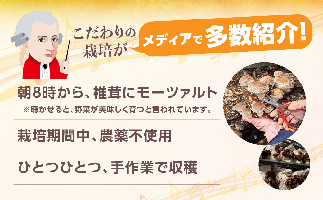 ＼訳あり／ 国産 乾燥しいたけ 干し椎茸 100g 20g×5袋 選べる 丸型 ホール 小分け 個包装 乾物 椎茸 きのこ 乾燥椎茸 しいたけ 訳アリ 不揃い 常備 保存 産地直送 産直 野菜 農薬不使用 7000円 7千円 ベジファームおおがき ゼロックス 岐阜県 大垣市 丸型