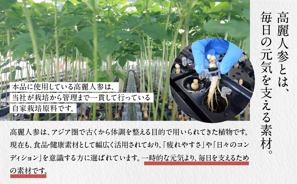 薬局栽培 高麗人参1000mg 50本 ドリンク 栄養ドリンク 高麗人参エキス マカエキス ローヤルゼリーエキス 亜鉛 スッポンエキス L-アルギニン ビタミンＢ群 ノンカフェイン 農薬不使用 マカ ローヤルゼリー 54000円 5万4千円 アポクリート 岐阜県 大垣市 50本