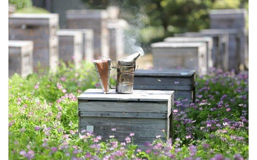 大垣産】希少な『れんげ蜂蜜』（パッカー容器入：450ｇ）農林水産大臣賞2回受賞: 大垣市ANAのふるさと納税