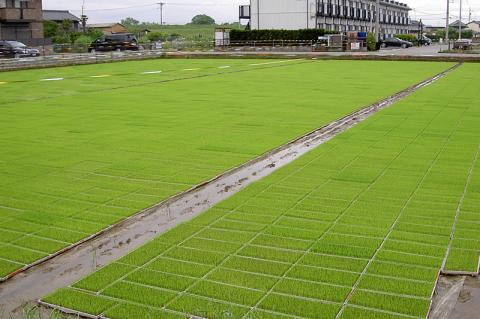 水の都 大垣米 ～わごうめぐみ米～ 10kg【特別栽培米レンゲハツシモ】 10kg