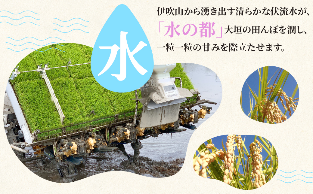 玄米 令和7年産 新米 15kg 玄米 単一原料米 れんげ ハツシモ 岐阜美濃の誇り れんげ育ちのハツシモ 米 新米 ごはん 白米 精米 お米 大黒屋 岐阜県 大垣市 15kg