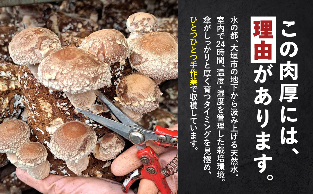 肉厚しいたけ 1kg 大垣椎茸 肉厚 ジューシー 1000g 栽培期間中 農薬不使用 新鮮 産地直送 産直 国産 野菜 きのこ 茸 キノコ しいたけ 野菜 炒め物 鍋 焼き椎茸焼き椎茸 煮物 鍋 炒め物 佃煮 うま煮 10000円 1万円 ベジファーム ゼロックス 岐阜県 大垣市