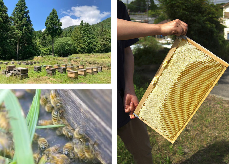 岐阜県上石津産・河本さんちのはちみつ(百花はちみつ)150g