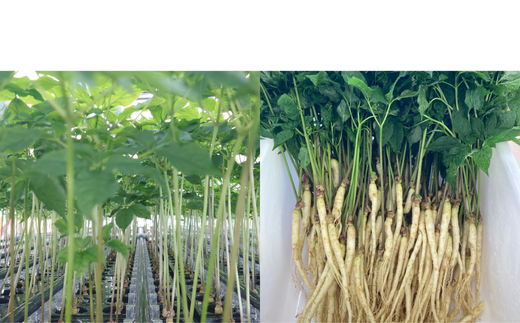 薬局栽培の高麗人参1000　10本