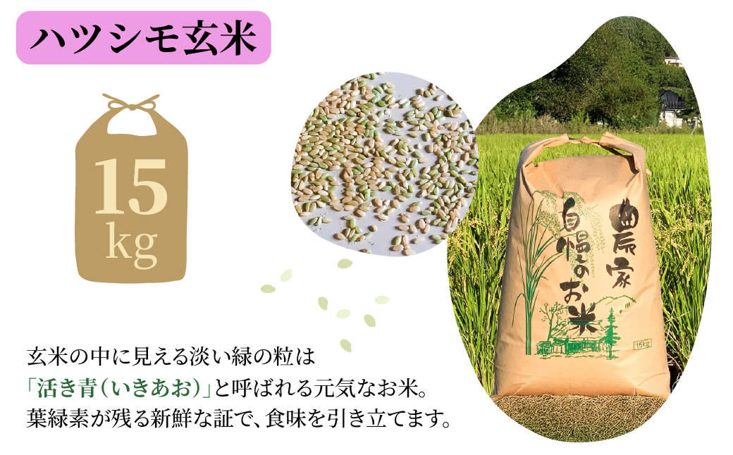 玄米 令和7年産 新米 15kg 玄米 単一原料米 れんげ ハツシモ 岐阜美濃の誇り れんげ育ちのハツシモ 米 新米 ごはん 白米 精米 お米 大黒屋 岐阜県 大垣市 15kg